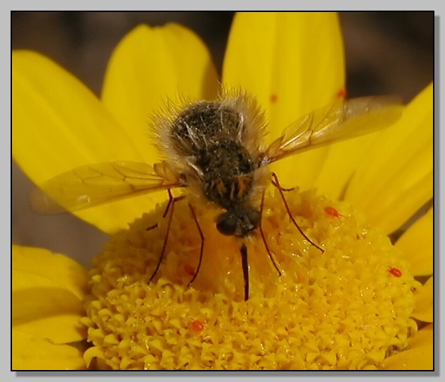 Bombylidae:Bombylius sp.